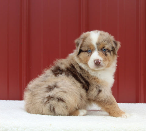 Australian Shepherd For Sale Holmesville OH Male-Axel