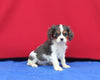 AKC Registered Cavalier KCS For Sale Millersburg OH Male-Jax