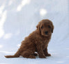 F1B Mini Goldendoodle For Sale Sugarcreek OH Female-Tonya