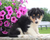 Collie Lassie For Sale Fredericksburg OH Male-Miles