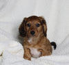 ACA Registered Dachshund For Sale Fredericksburg OH Male-Ryder