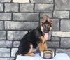 AKC German Shepherd For Sale Millersburg OH Male-Bryson