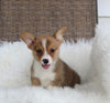 ACA Welsh Corgi For Sale Millersburg OH Male-Cruz