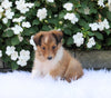 ACA Registered Shetland Sheepdog For Sale Baltic OH Female-Samantha