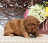 Mini Goldendoodle For Sale Sugarcreek OH Male-Nick