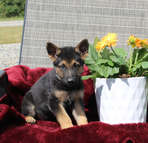 German Shepherd For Sale Fresno OH Male-Bentley