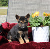 German Shepherd For Sale Fresno OH Male-Bentley