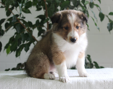 ACA Shetland Sheepdog For Sale Baltic OH Female-Jackie