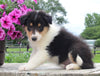 Collie Lassie For Sale Fredericksburg OH Male-Miles