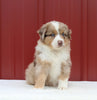 Australian Shepherd For Sale Holmesville OH Male-Axel
