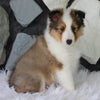 ACA Registered Shetland Sheepdog For Sale Baltic OH Male-Lyndon