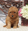 Mini Goldendoodle For Sale Sugarcreek OH Female-Nellie