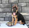 AKC German Shepherd For Sale Millersburg OH Male-Bryson