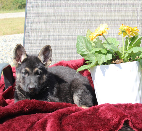 German Shepherd For Sale Fresno OH Male-Dustin