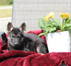 German Shepherd For Sale Fresno OH Male-Dustin