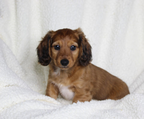 ACA Registered Dachshund For Sale Fredericksburg OH Male-Ryder