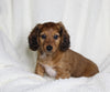 ACA Registered Dachshund For Sale Fredericksburg OH Male-Ryder