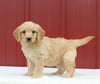 Mini Aussiedoodle For Sale Holmesville OH Female-Mackenzie