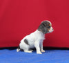 AKC Registered Cavalier KCS For Sale Millersburg OH Female-Brooks