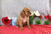 AKC Registered Cavalier KCS For Sale Wooster OH Male-Tony
