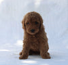 F1B Mini Goldendoodle For Sale Sugarcreek OH Female-Tonya
