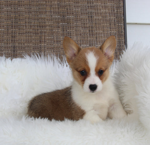 ACA Welsh Corgi For Sale Millersburg OH Female-Camila