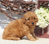 Mini Goldendoodle For Sale Sugarcreek OH Female-Nellie