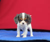 AKC Registered Cavalier KCS For Sale Millersburg OH Female-Brooks