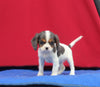 AKC Registered Cavalier KCS For Sale Millersburg OH Female-Brooks