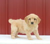 Mini Aussiedoodle For Sale Holmesville OH Female-Mackenzie