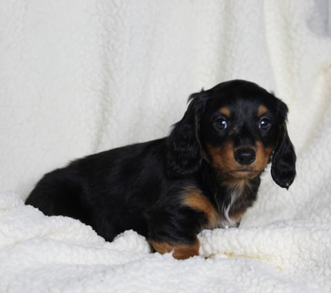 ACA Registered Dachshund For Sale Fredericksburg OH Male-Max