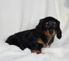 ACA Registered Dachshund For Sale Fredericksburg OH Male-Max