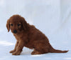F1B Mini Goldendoodle For Sale Sugarcreek OH Female-Tara