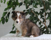 ACA Shetland Sheepdog For Sale Baltic OH Male-Ron