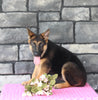 AKC German Shepherd For Sale Millersburg OH Female-Brenda