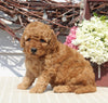 Mini Goldendoodle For Sale Sugarcreek OH Female-Nellie