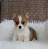 ACA Welsh Corgi For Sale Millersburg OH Female-Camila