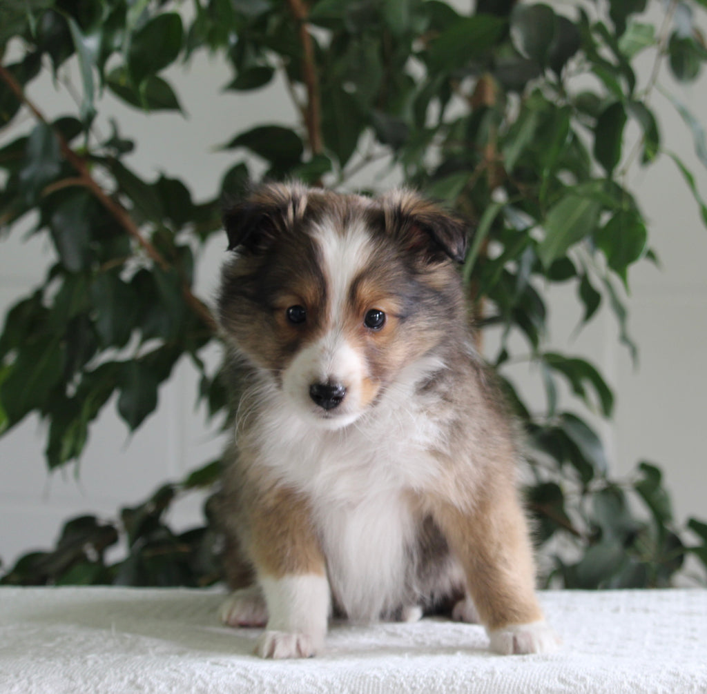 ACA Shetland Sheepdog For Sale Baltic OH MaleRon AC Puppies LLC