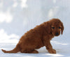 F1B Mini Goldendoodle For Sale Sugarcreek OH Female-Tara