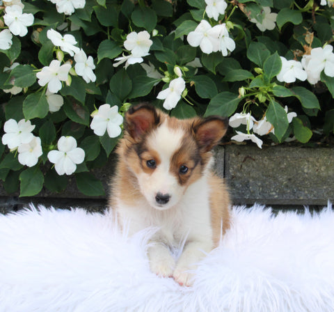 ACA Registered Shetland Sheepdog For Sale Baltic OH Female-Isabelle