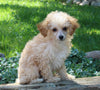 ACA Mini Poodle For Sale Millersburg OH Male-Darius