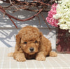 Mini Goldendoodle For Sale Sugarcreek OH Female-Neva