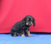 AKC Registered Cavalier KCS For Sale Millersburg OH Male-Smokie