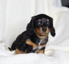 ACA Registered Dachshund For Sale Fredericksburg OH Male-Max