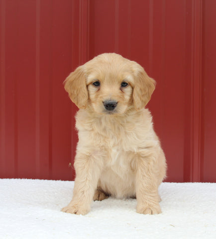 Mini Aussiedoodle For Sale Holmesville OH Female-Mackenzie