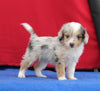 Mini Aussiedoodle For Sale Millersburg OH Male-Toby