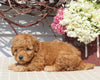 Mini Goldendoodle For Sale Sugarcreek OH Female-Neva