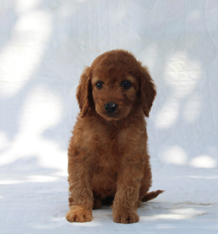 F1B Mini Goldendoodle For Sale Sugarcreek OH Female-Tara