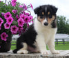 Collie Lassie For Sale Fredericksburg OH Male-Mitch