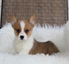 ACA Welsh Corgi For Sale Millersburg OH Female-Camila